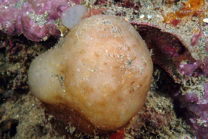 Aplidium sp.